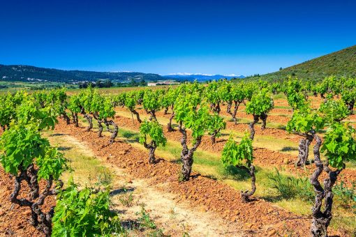 <b>Domaine Fontsainte </b><br />Corbieres-Boutenac Clos de Centurion 2017 - Image 3