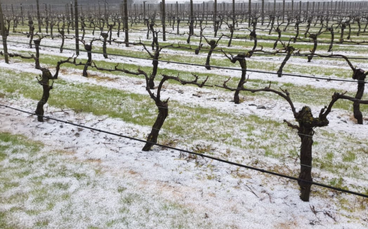 Hail in the vineyard