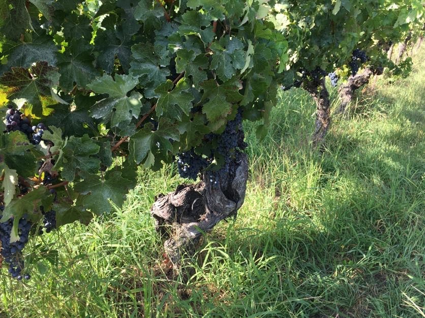 Old Vines of Carignan in Maule Chile