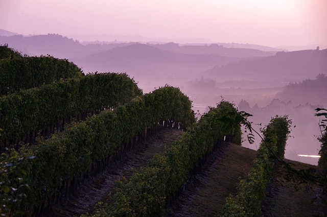 Vineyard rows in early morning mist, illustrating how fog and terrain shape microclimates in winegrowing regions